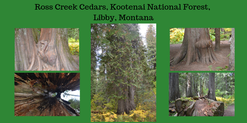 Ross Creek Cedars