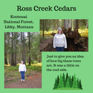 Ross Creek Cedars and Karen