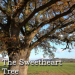 The Sweetheart Tree by Rula Sinara